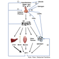 alimenter les peptides IGF-1 LR3 pour la poudre de musculation