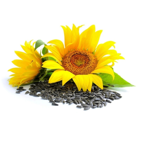 sunflower Seeds Extract Powder with better price