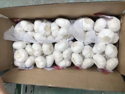 Pure White Snow White Garlic