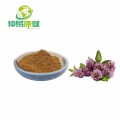 Red Clover Isoflavones 40% Red Clover Extract