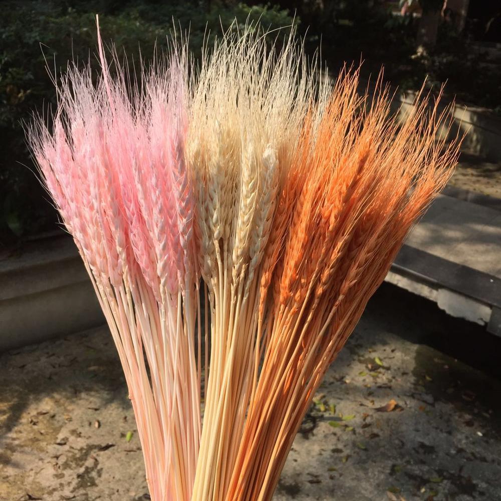 100pcs/lot,Natural dried Ear of Wheat flower bouquet,Eternal display Bunch for Wedding Party Home Decoration,Flower arrangement