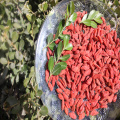 उच्च पोषण प्रमाणित स्वस्थ wolfberry