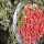 Υψηλή διατροφή Πιστοποιημένη υγιή wolfberry