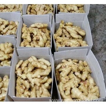 Dehydrated And Salted Dried Ginger China Manufacturer Some will cook this on the top of rice, while cooking that steam rice. dehydrated and salted dried ginger