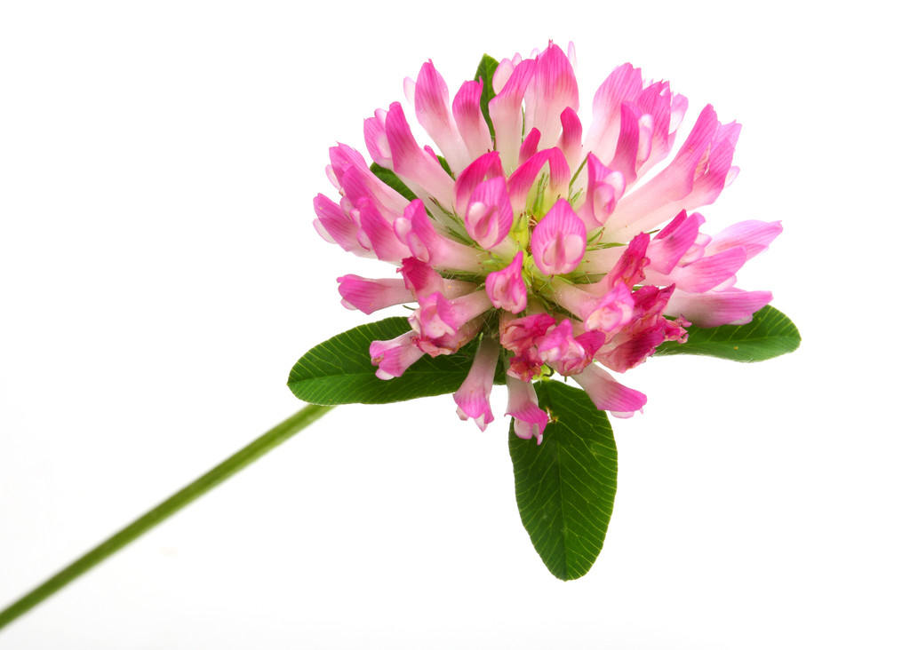 red clover extract (1)