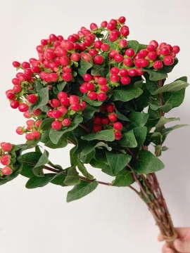 High quality fresh cut hypericum wholesale for wedding