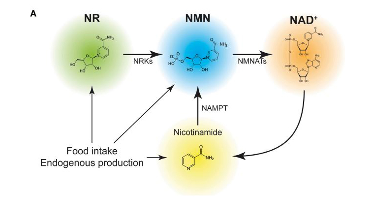 NMN capsules