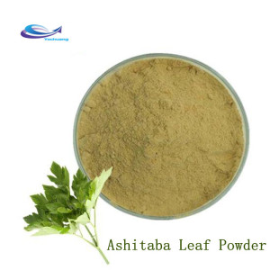 Hot sale natural ashitaba leaf powder