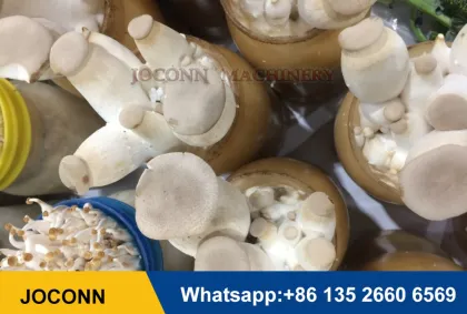 Autoclavable Enoki Mushroom Cultivation Bottle for Edible Fungus Growing