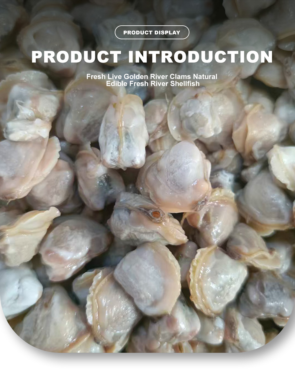 1-Frozen Boiled River Clam Meat-x