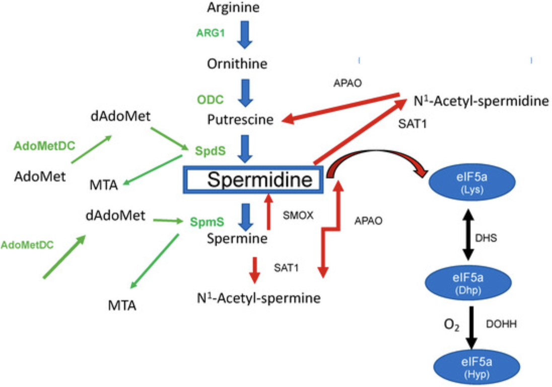Spermidine Supplement Ingredient