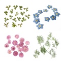 10pcs Pressed Real Dried Flower Vivid Dry Leaves for DIY Crafts Bookmark Card Making Phone Case Embellishment Supplies