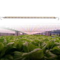 Luz de cultivo de LED de tubo hidropónico