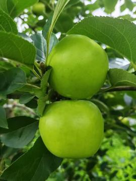 XG Apples xgll YNDL Organic Quality Select Grade Fruit