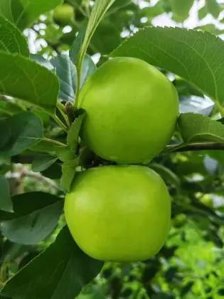 Freshness Unveiled: Zhaotong Apple`s Elegant Crunch