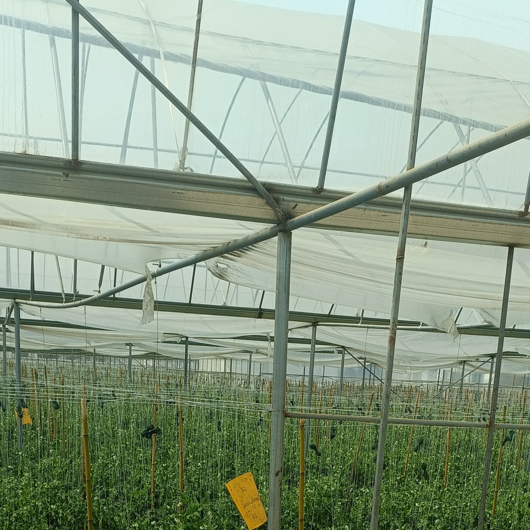 greenhouse covering sheet film (4)