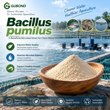 مسحوق بروبيوتيك Bacillus pumilus