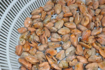 Good Quality Frozen Cooked Mussel Meats
