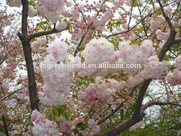 Prunus serrulata