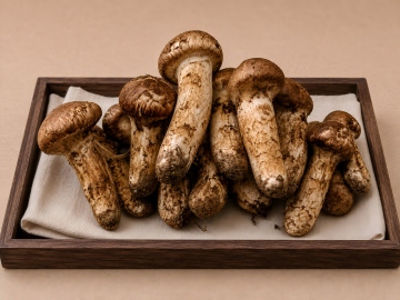 Matsutake, raja cendawan