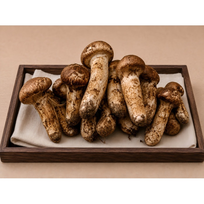 Matsutake, král hub