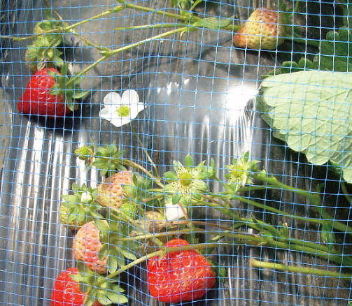 Filet de soutien aux fraises bleues de haute qualité