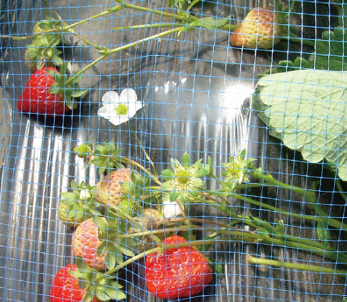 High quality blue strawberry support net