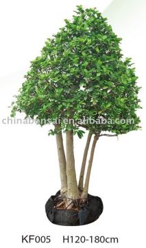 Ficus Microcarpa Christmas Tree