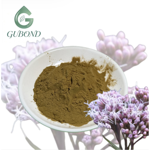 مستخلص Eupatorium Fortunei للمكملات الغذائية