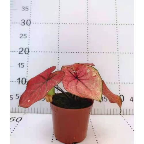 caladium c13 in good price