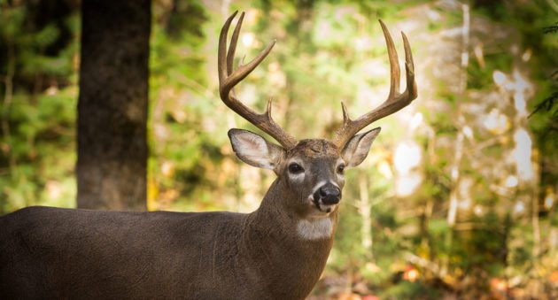 10thingsdeer-630x339