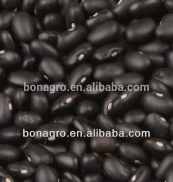chinese hot sale small black kidney bean