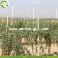 Wolfberries secche organiche naturali di alimentazione del rifornimento della fabbrica