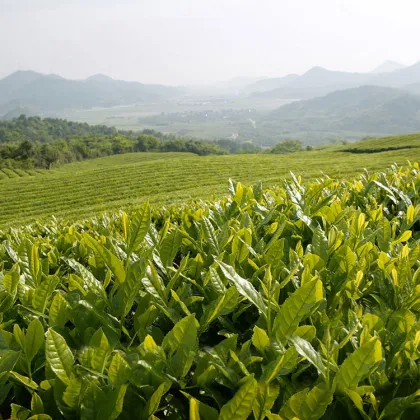 OEM Brown Rice Tea Japan Genmaicha