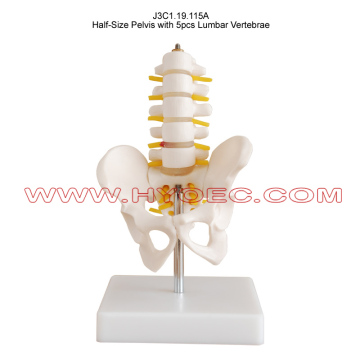 Half-Size Pelvis with 5pcs Lumbar Vertebrae-J3C1.19.115A