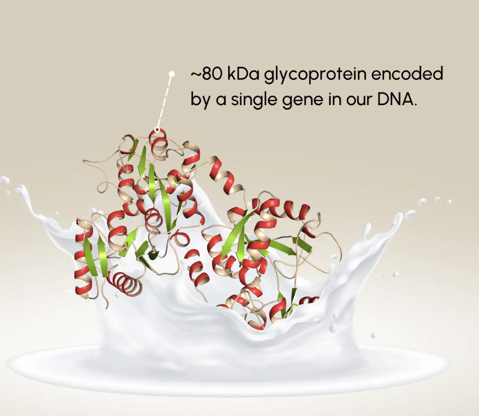 Lactoferrin for Dietary Supplements