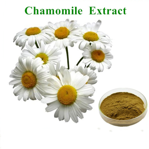 Chamomile Extract Powder for Sleep