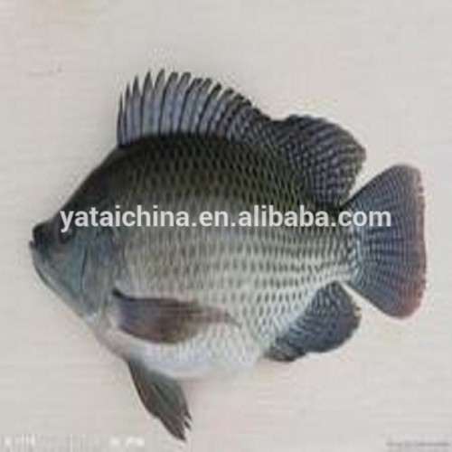 Fish Feed Fattening Feed 50 Protein Animal Feed, High Quality Fish