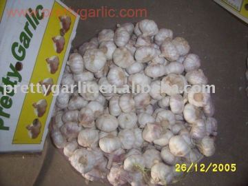 Fresh Normal White Garlic