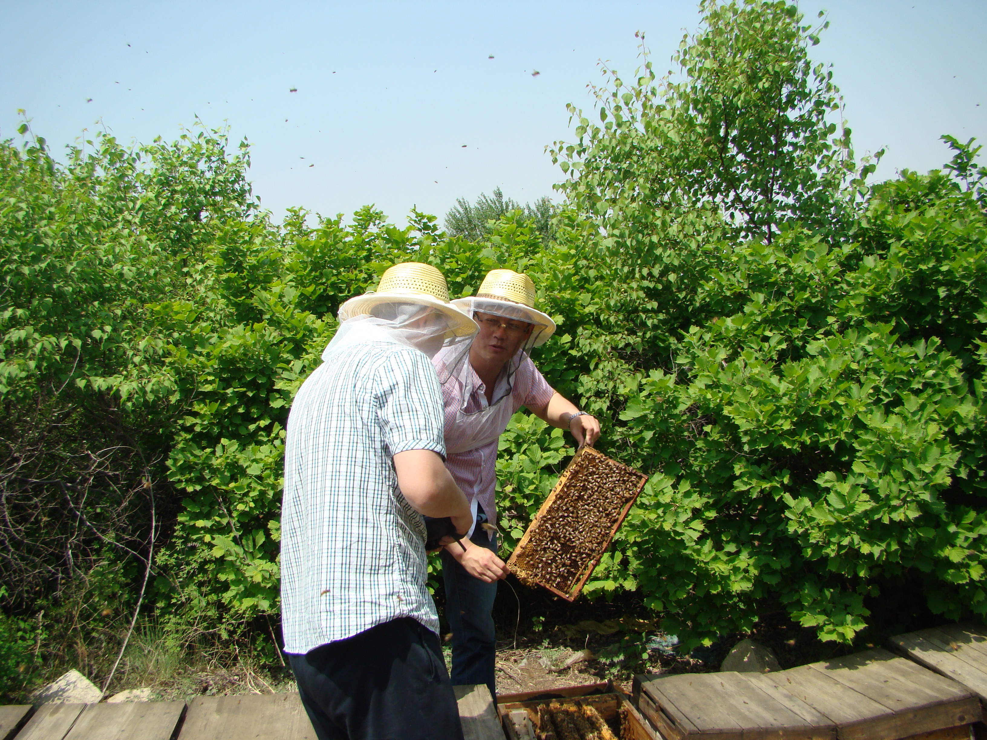 Comb Honey 