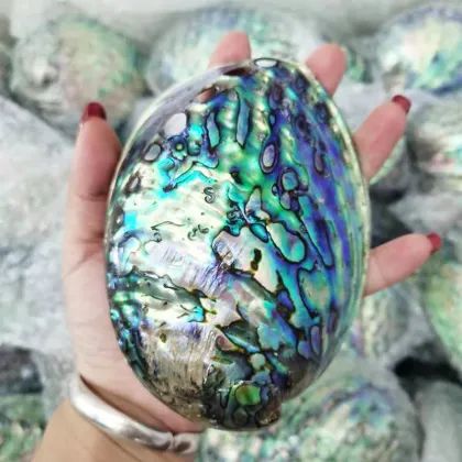 Wholesale Large Stock Polished New Zealand Abalone Paua Shells