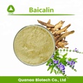 Anti-Microbial Material Scutellaria Baicalensis Root Extract Baicalin 85% HPLC Manufactory