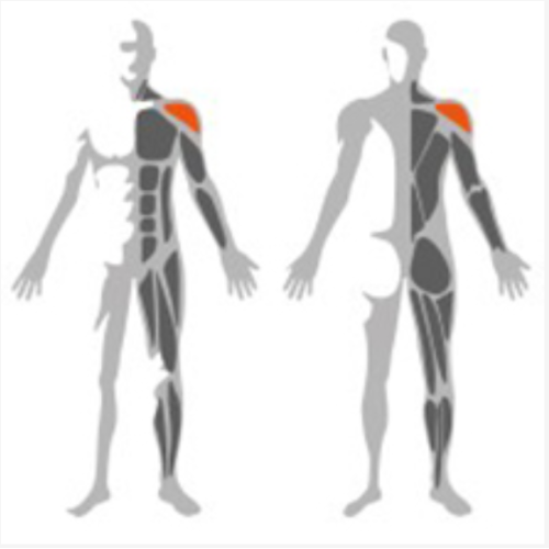 Pectoral Commercial Gym Equipment Standing Lateral Raise