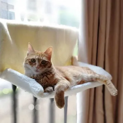 Easy-to-Install Removable Window Bed Cat Hammock: Get Your Purrfect Pet Accessory Today!