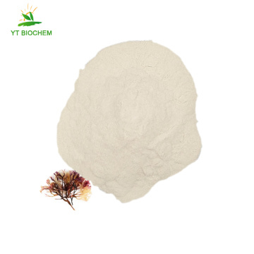 High quality pure organic irish sea moss powder