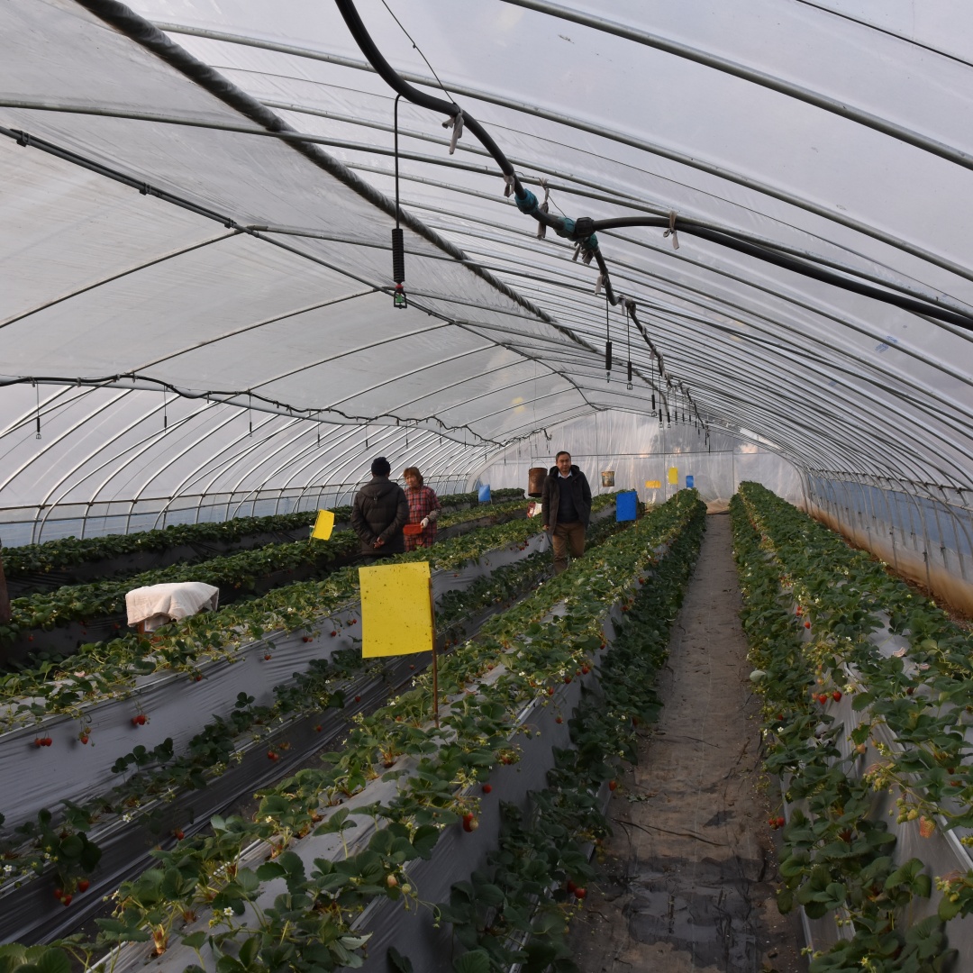 greenhouse_film (26)