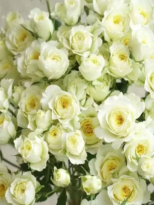 Warm Jade Multi-headed rose