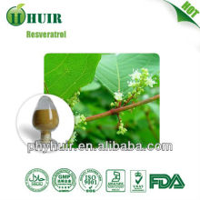 Natural resveratrol Polygunom Cuspidatum Root Extract