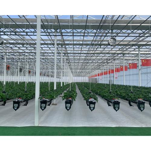 Steel Gutter Multi Type Glass Planting Greenhouse