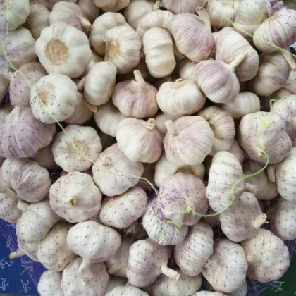 070320 Chinese Supreme Fresh Garlic